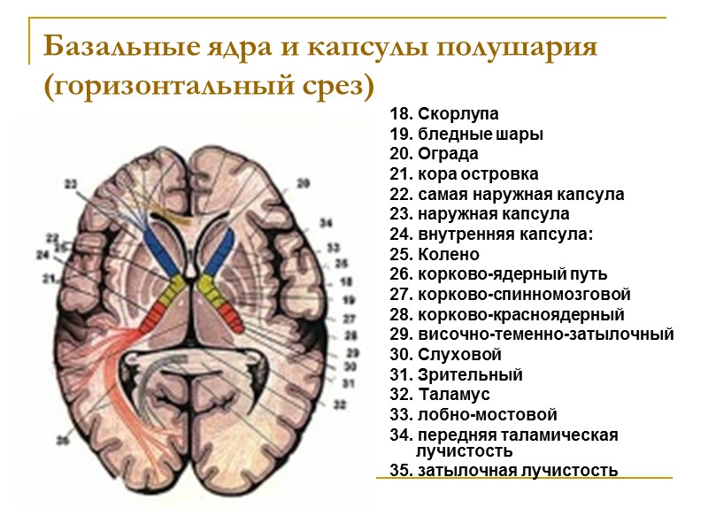 Базальные ядра и капсулы полушария (горизонтальный срез) 18. Скорлупа 19. бледные шары 20. Ограда